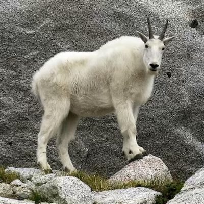 Foto dell'artista Kanye West